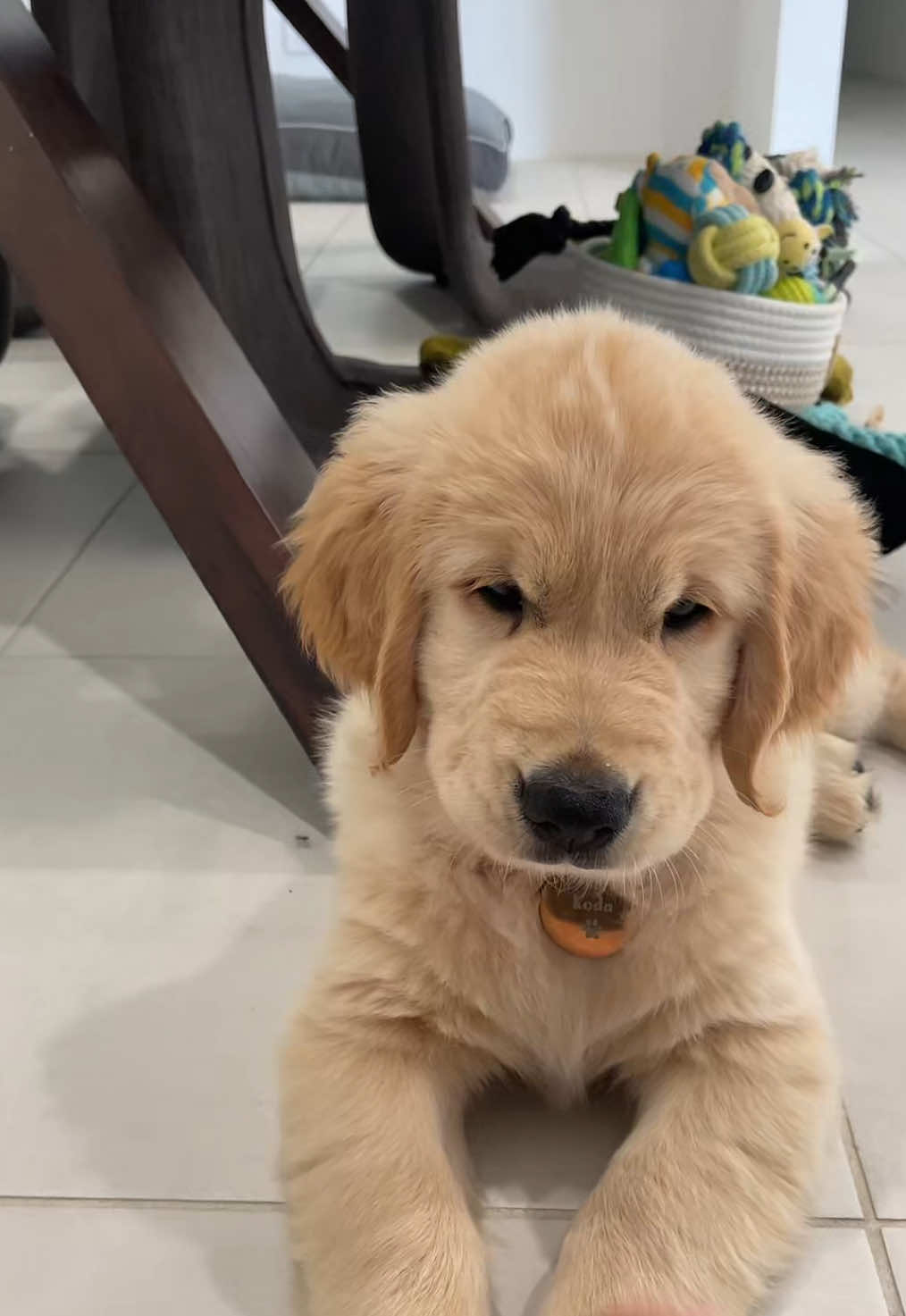 Zero survival instincts 😂🫣        #goldenretriever #golden #retriever #puppy #puppylife #goldenpuppy #kodabear #koda #dogsoftiktok #DogLovers #tiktokdog #DogLife #PuppyLove #GoldenRetrieverClub #retrieversoftiktok 