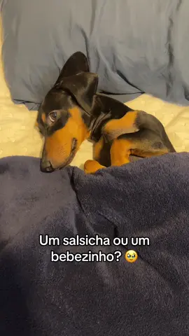 Gente 🥹🥹🥹🥹🥹🥹 #daschund #dogsoftiktok #fyp 