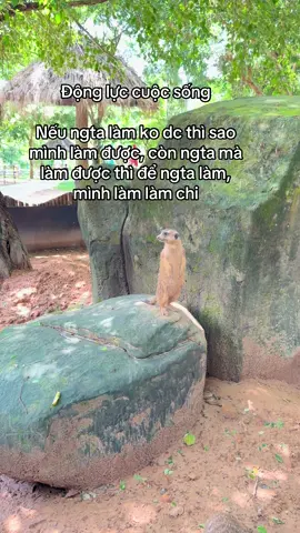 Khắc ghi vào lòng #GreenCreator #VinWonders #Vinpearl #wondersummer2025 #VinpearlGolf #dulich 