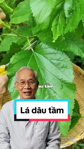 Lá dâu tằm - Bạn có biết công dụng không? #suckhoe #baithuocdangian #vuongkhiannhien #ladautam 