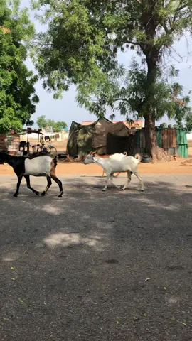 😂😂#gehviral 