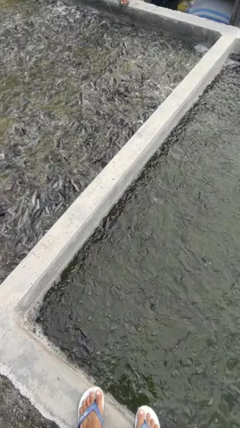 #lele #bibitlele #peternaklele #lelekonsumsi #ngawi24jam #peternakmillenial #peternakmuda 