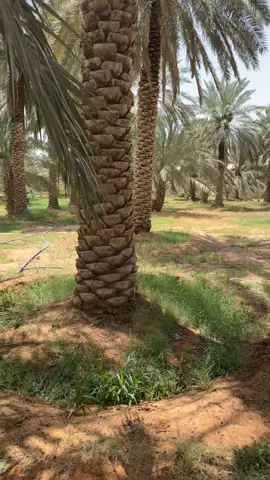 عيال الصيف # ماعز 
