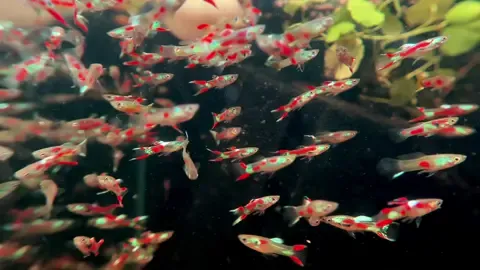 *** Một góc suối nhỏ tại Tép Màu Quận 3  -> Bảy Màu Rừng Endler đã trở lại với toàn siêu phẩm  -> Mấy nay ae ghé không có ghé lại giúp em nhen ❤️ #baymaurung #tepmauquan3 