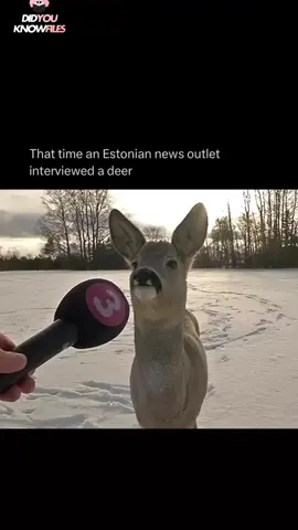 In 2017, an Estonian news outlet interviewed a deer that wandered into someone's backyard. The homeowner and his dog ended up befriending the unexpected visitor. The video later became a viral meme, often referred to as the 