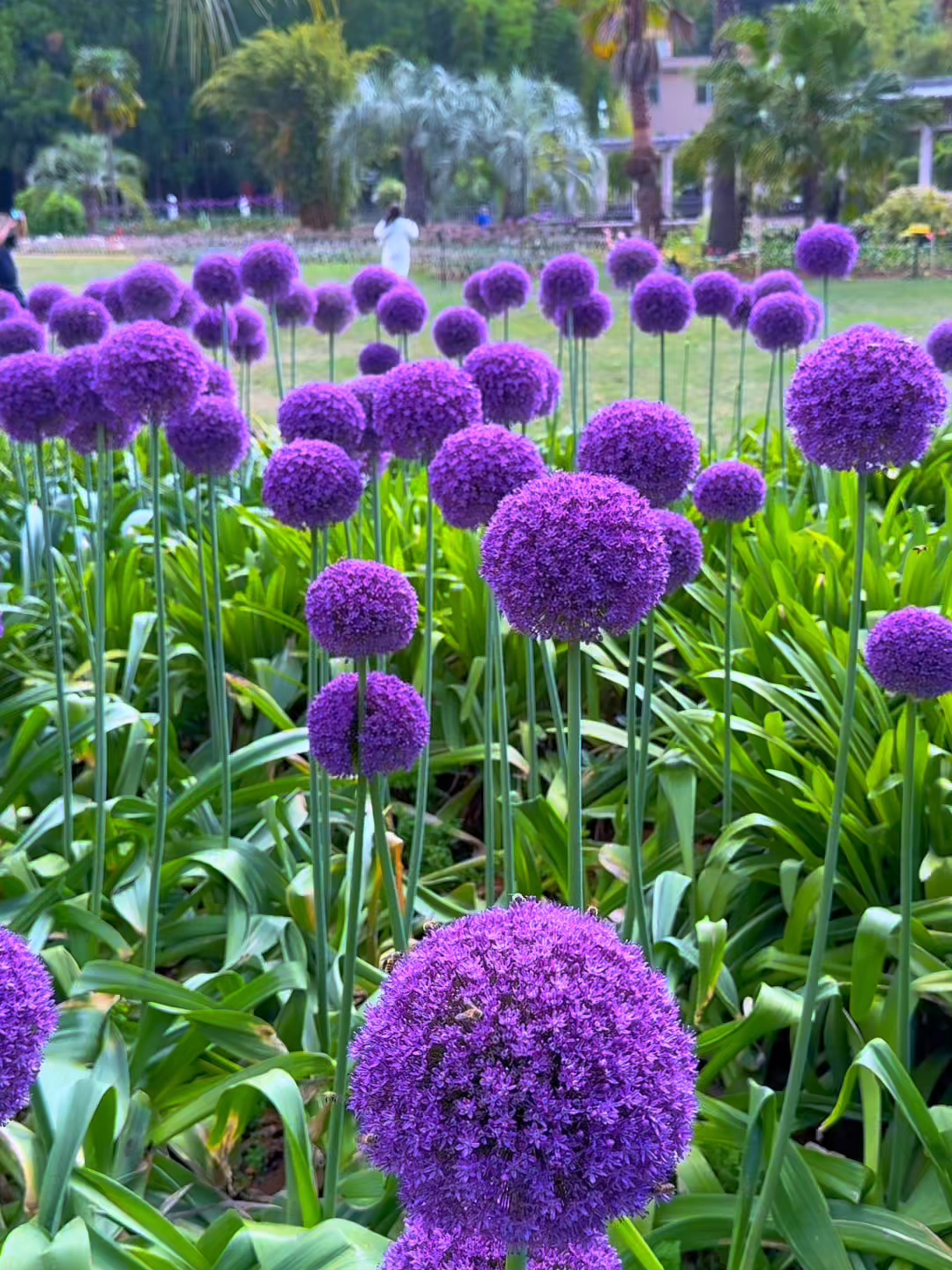 🟣 standing tall in a purple crown of blooms 🌿 #alliumgiganteum #purpleflower #gardenbeauty #naturebloom