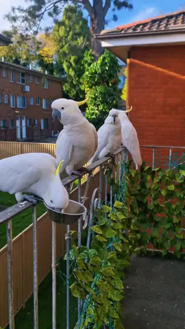 #australia🇦🇺 #cockatoo #wildbirds #likemyvideos #follow #youtube #foryou 