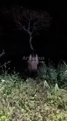 Pengintaian sosok kuntilanak penunggu pohon berhasil terekam oleh tim pemburu hantu. #penampakan #penampakanhantu #kuntilanak #hantu #mystery #ghost #horror 