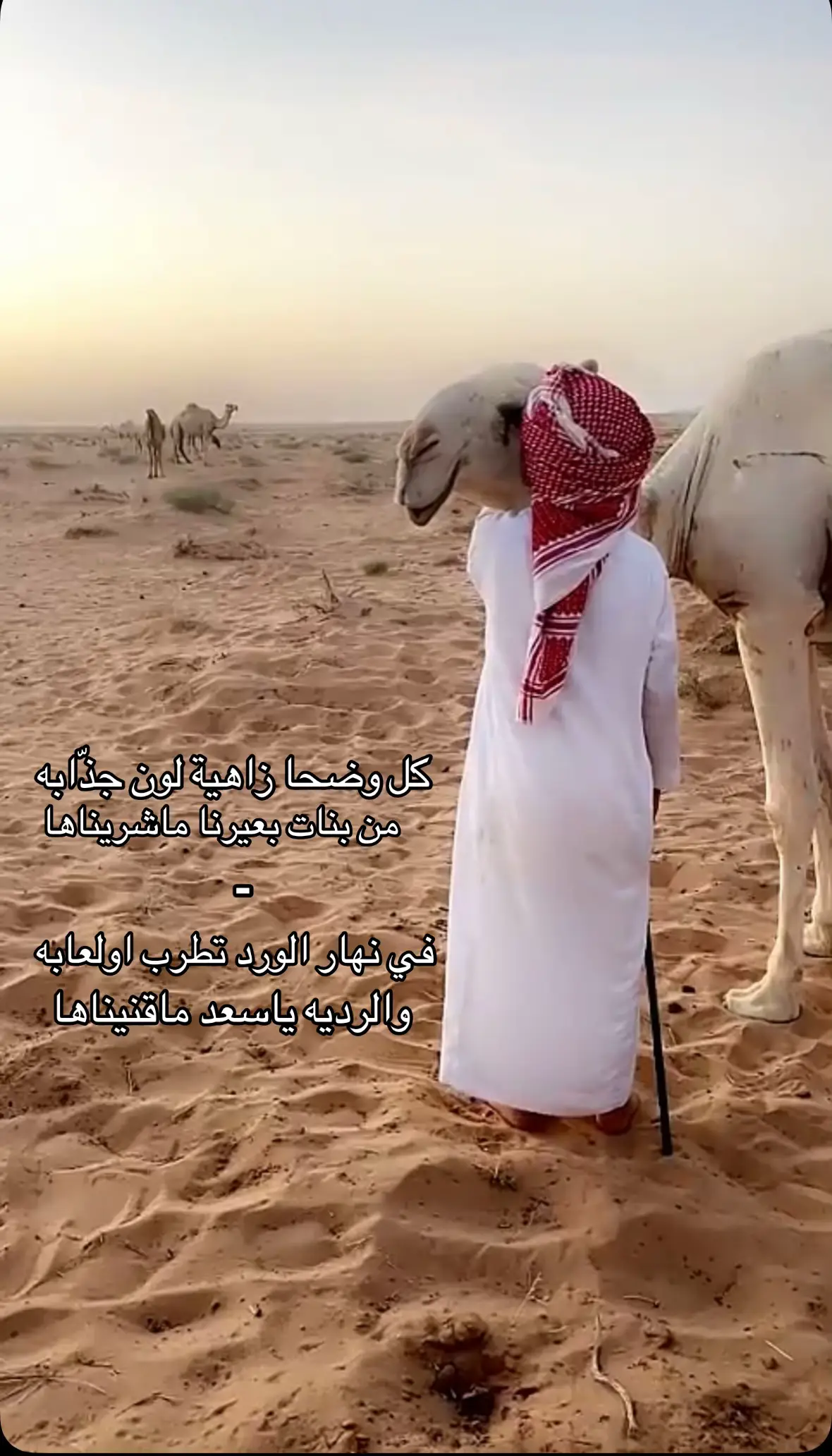 #البل #عطايا_الله🐪 #نوادر_شبه_الجزيرة #انتاج #اكسبلور #capcut 