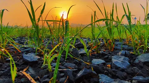 #CapCut Music chill with sunrise today beautiful . #radio #chill #sunrise #today #viralmusic 