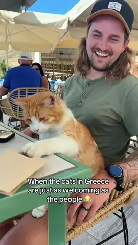 Some of the most welcoming people and cats❤️（Greece）#cat#cutecat#lovecat#greece #greecetravel #travel #fuoryou#fyp#catsoftiktok #loveyou#kitty#cat#cutecat#lovecat#fuoryou #fyp#catsoftiktok#loveyou#kitty