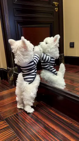 Westie.#🥰🥰🥰 #animals #dog #happydog #cutedogs #dogsoftiktok #funnyvideos #