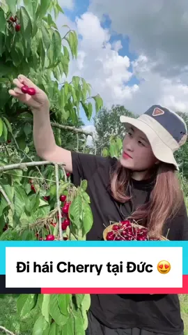 Đi hái Cherry cùng gia đình mình 🤩🤩🤩😂#rinavaseoul #trending #viral #trend #viralvideo #xuhuong #xuhuongtiktok #mukbang #food 