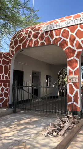 📍Samburu National Reserve, Kenya. #customerdelighttours #customerdelighttoursandtravel #kenya #travelkenya #magicalkenya #fyp #foryoupage #viralvideos #samburu #samburunationalreserve #safari #safarikenya #tiktokkenya #fypシ゚ 