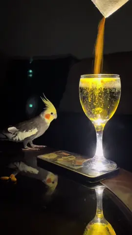 مجبور عالترند 😅 🤣🦜 #كيوي_تانتان #طائر_الكوكتيل #ترند #ترند_الكركم #ببغاء_الكروان #ببغاء #ببغاء_الدرة #ببغاء_يتكلم #كيوت #اكسبلور #kiwi_tenten #parrots #parrot #birds #bird #cute #trends #explore 