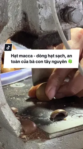 Hạt macca - dòng hạt sạch, an toàn của bà con tây nguyên #macca #thucphamsachmero 
