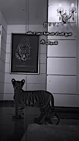 #الگتف شيال#محضور_من_الاكسبلور #طششونيي🔫🥺😹💞 