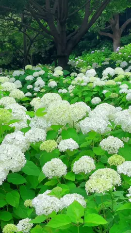 Cẩm tú cầu trắng nở rộ ở công viên hồ chuồn chuồn -Osaka🌿🌿🌿#camtucau #紫陽花 #アジサイ #紫陽花祭り #hydrangea #ajisai #osaka #蜻蛉池公園 #osakatravel #japantravel 