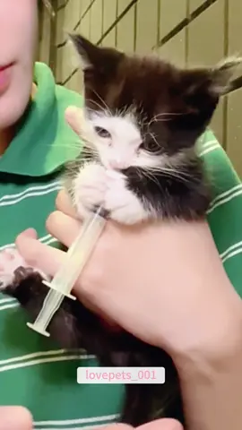 Cute Kitten.#cats #cutecats #foryou #funnytiktok #funnyvideos #usa #funnyanimals #fypシ #cute #funnycat #catlover #funnypets #viral #funny 
