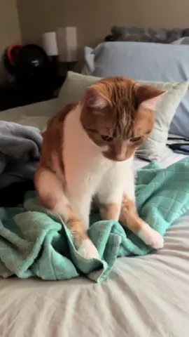 I didn’t expect that 😂 Towels were washed after. Nothing on them, he just liked the warmth 😂😂 #orangecat #orangecatbehavior #cat #funnycat #kitty #orangecatsoftiktok 