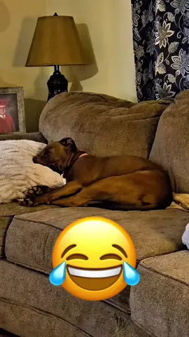 #funnyvideo #dog #cat #foryou #talkingdog #talkingcat #funny #voiceover #animalsoftiktok #pet 