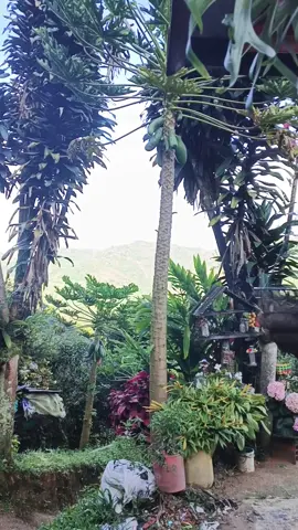 una linda reflexión  #paisajesnaturales #naturaleza #colores🌈 #plantas #jardin #felicidad 