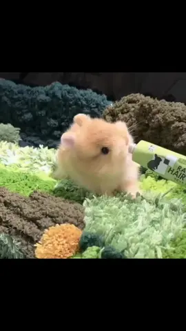 Tag or send to someone who would love this 🐇 -- #bunny #bunnies #cute #animal #cuteanimal #cutebunny #rabbit #fluffy 