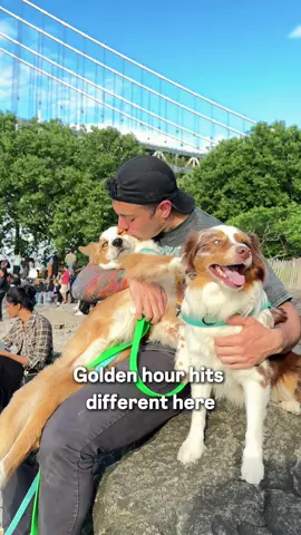 What it’s all about #dogs #🐶 #puppy #australianshepherd 