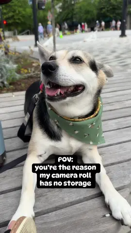 Main character energy wrapped in fur and a bandana 🎀 #dogtok #bandanababes #cozycontent #puppylove #prettybaby #midsizecreator #dogsofgreenville #gvlsc  #gooddogsgvl 
