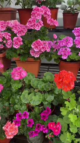 #creatorsearchinsights #beautiful #flowers #bluedresmsgarden #fyp #viralvideo #trending #foryou #foryoupage #garden #tiktok #flowerlover #beautifulcolors #gardening #plants 