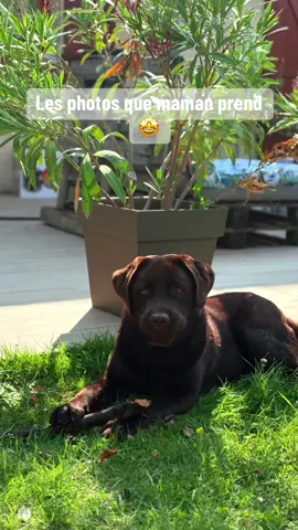 Aucun effort 🤣 #pourtoii #labrador #photography #chiens #TikTokFashion 