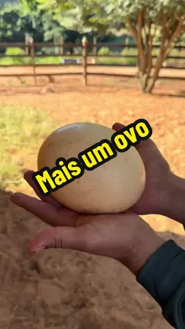 Mais um ovo de avestruz !! 