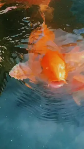 #creatorsearchinsights Koi fish #koi my pet #trend #giginguyen637 #giginguyen 