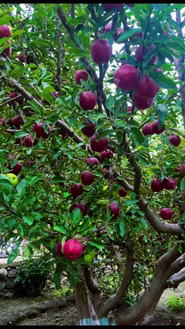 Marpha’s charm in every frame 🍎Apple farming in the heart of Mustang. #Marpha #MustangNepal #AppleFarming #HimalayanLife #NepalNature #Jomsom 