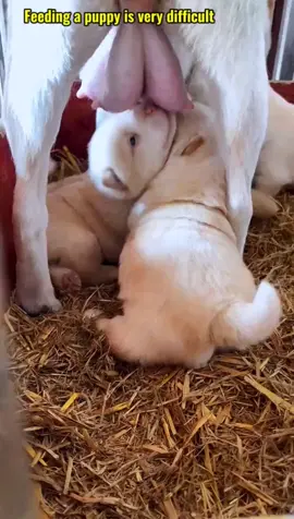 #zoom #pet #dog #cub #fyp #foryou #littlepuppy #Love 