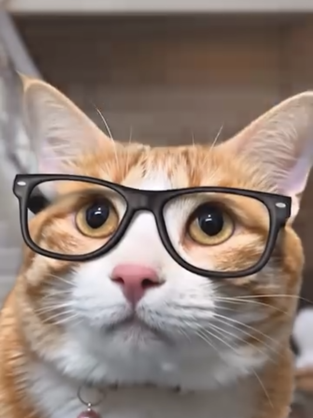 CatsTv Supercat vs Superman #catsoftiktok  #dccomics  #superman  #supercat  #catlover  #catlovers  #catstvmusicvideo  #cat  #neko  #oyen  #funnycat  #catvideo  #cattok  #catstv  #fyp  #fypage 