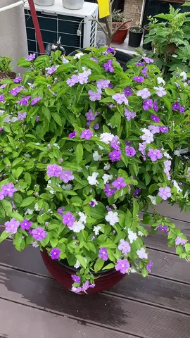 Hoa nhài nhật🌸🌸 hay còn có tên dân gian là hôm qua, hôm nay và ngày mai vì màu sắc đặc biệt. Hôm qua màu tím đậm, hôm nay tím nhạt và mai là màu trắng☺️ Hoa chịu hạn tốt, phát triển nhanh và có mùi hương đặc biệt nên rất được ưa chuộng chọn trang trí cảnh quan🌸 #flowers #hoadep #hoacaycanh #hoasanvuon #hoanhainhat 
