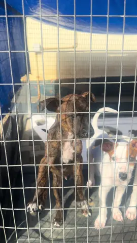 Deze schattige puppy’s zijn op zoek naar een warm mandje! Ze zijn speels, nieuwsgierig en dol op knuffels, en ze staan te popelen om de wereld te ontdekken, samen met jou. Ben jij op zoek naar een trouwe viervoeter? Neem contact met ons op!💛 #dogstichting #opzoeknaareenmandje #puppyzoektthuis #adopteereenhond #hondenliefde #baasjegezocht  #petadoption #adoptdontshop #puppylove #rescuedog #dogsofinstagram #dogsoftiktok #dog #curacao