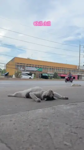 Ngủ đã cái nư he #cats #catmeme #thucungvuinhon #cat 