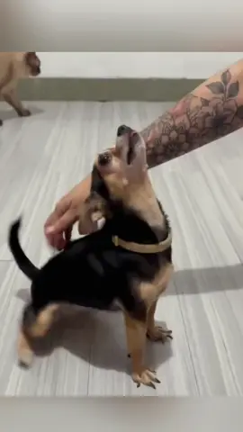 Try not to laugh 😂😂😂 #animals #funny #pet #dog #funnyanimals #funnyvideos #haha #dogsoftiktok #cat #funnypets #PetsOfTikTok 