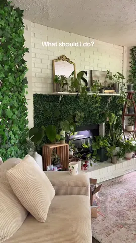 I have no clue what to do! #plantroom #plantcollection #filmingroom #plantcollector #houseplants #housedecor #homedecor 