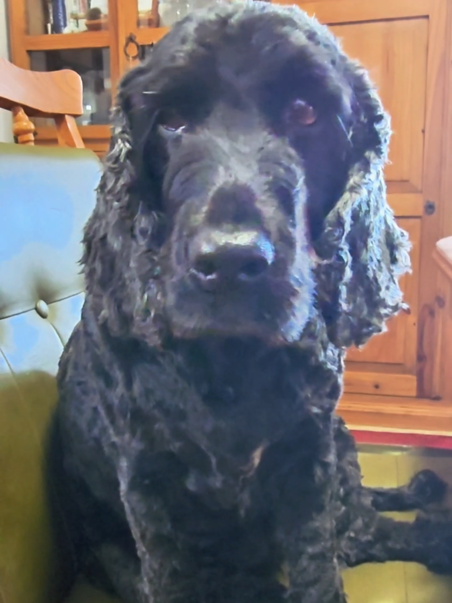 #paulswg #ronja  #paddyspfötchengang #talkingdog #voiceover #happydog #cockerspaniel #hundeauftiktok✌️  #fyp  #funnypets  #voiceoverartist #voiceovers #VoiceOver 