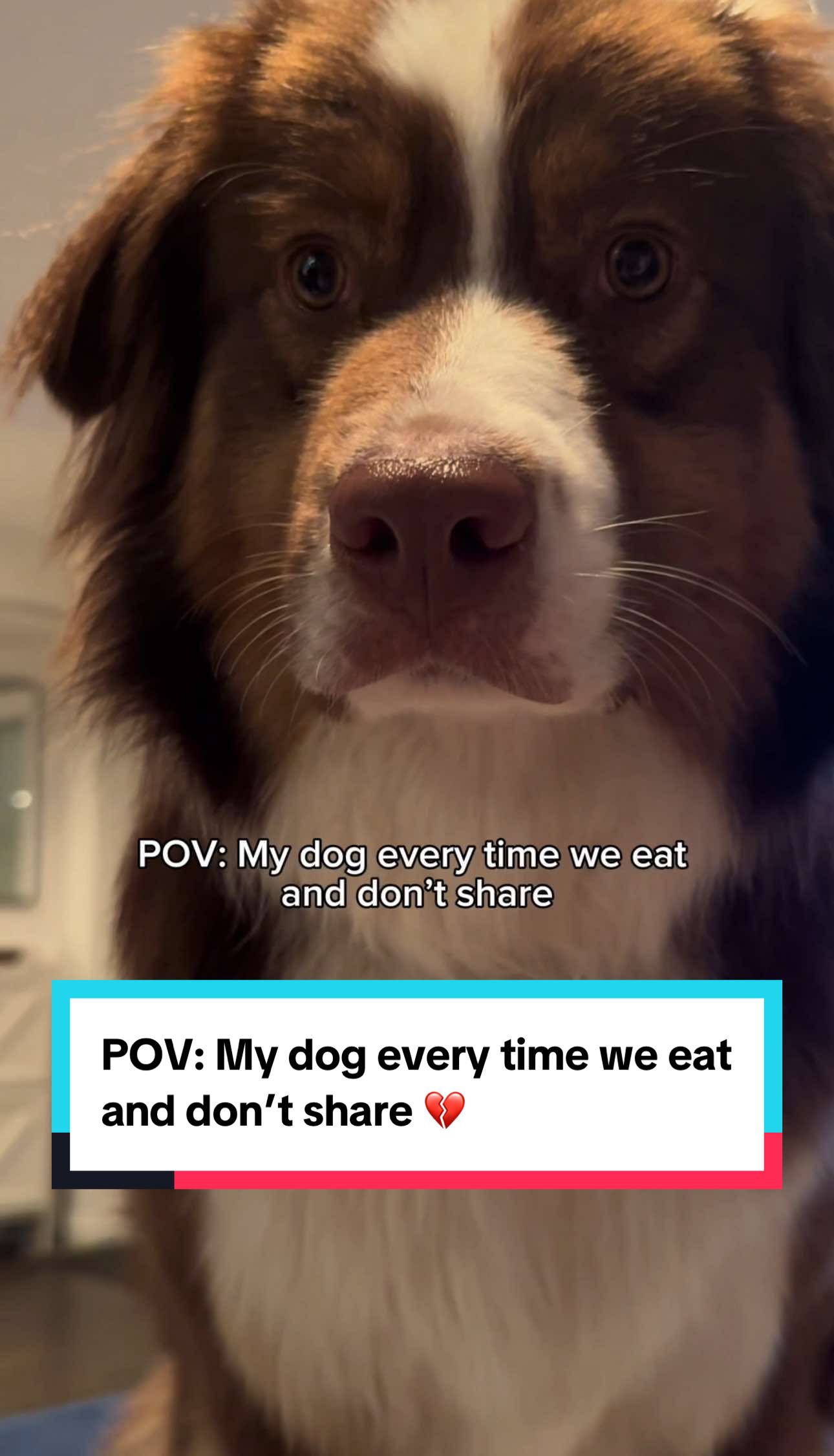 HAHA 😆  #australianshepherd #dogsoftiktok #PetsOfTikTok 