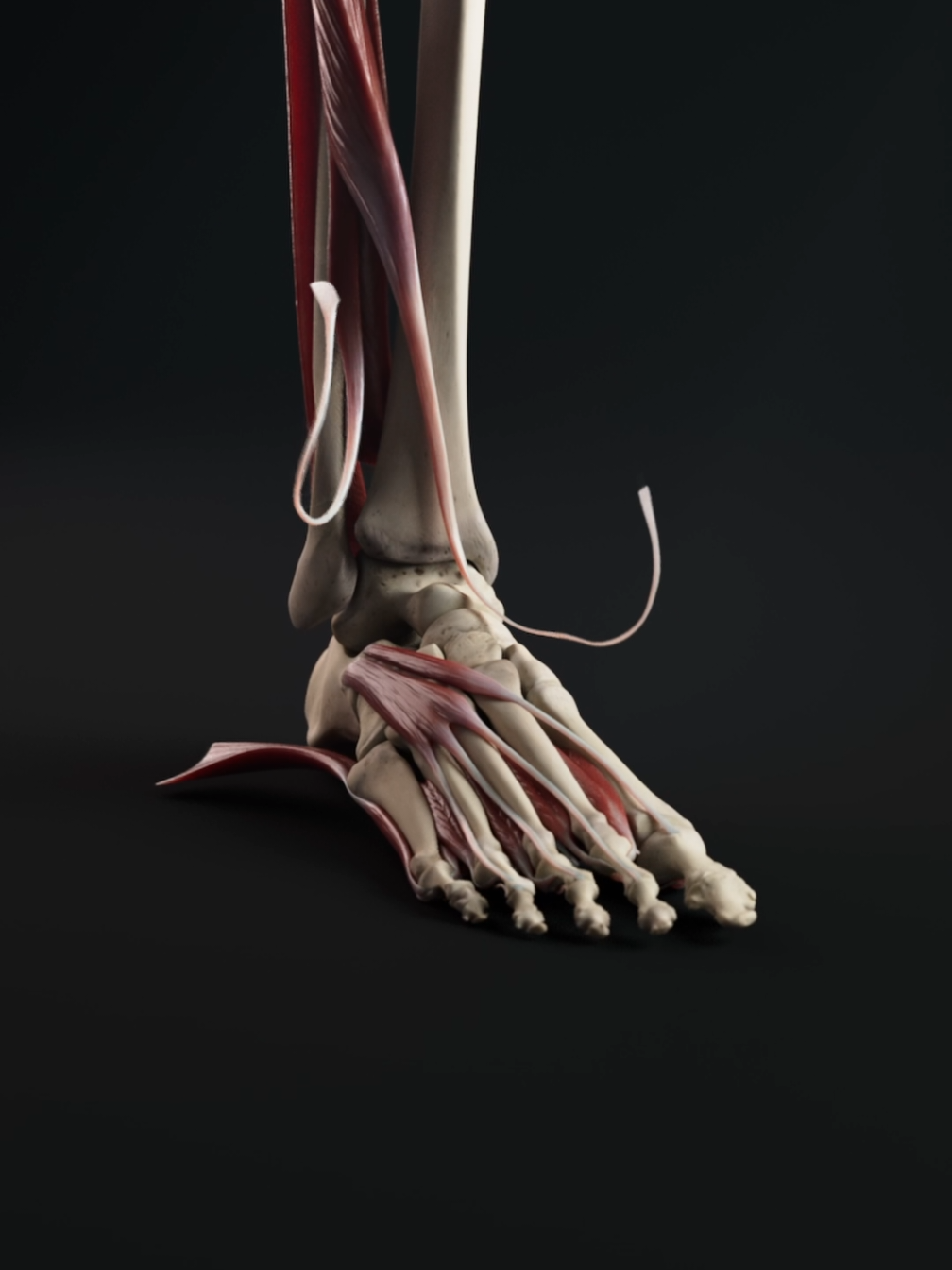 Ever think about how amazing your feet are? 🤔 Each one has 33 joints, comprising 26 unique bones... 28 if you include the sesamoid bones just at the base of your big toe. The arrangement of these bones is unique, forming 2 integral arches which are built to absorb shock, maintain balance, and put a little spring in your step. 👣🦴 #anatomyfact #FeetFacts #humanbody  #footanatomy  #SkeletalSystem #medicaleducation  #UKMed #biomechanicsculture  #Orthopedics #ukmedstudent 