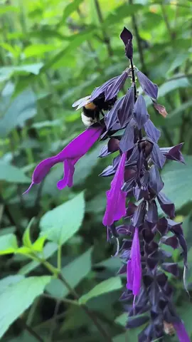 le travail de l' abeille......on aura du bon miel #viraltiktokvideo #tiktokfun #nature #abeille 