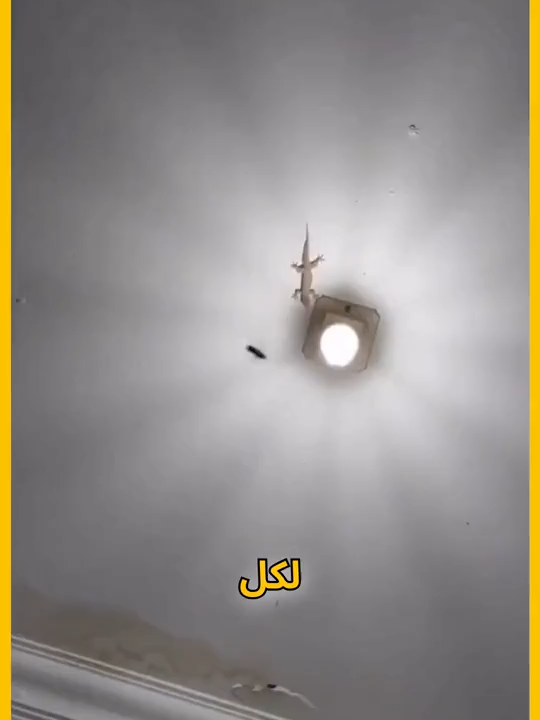 السعر: 40 ألف فقط لجهاز طارد الحشرات Pest Reject، والتوصيل مجاني لكل محافظات العراق! 🇮🇶🐜 ✅ ودّع الحشرات! ✨ آمن على الأطفال، يشتغل بالكهرباء، ويغطي مساحات چبيرة. اطلبه هسه! 🚫🔌