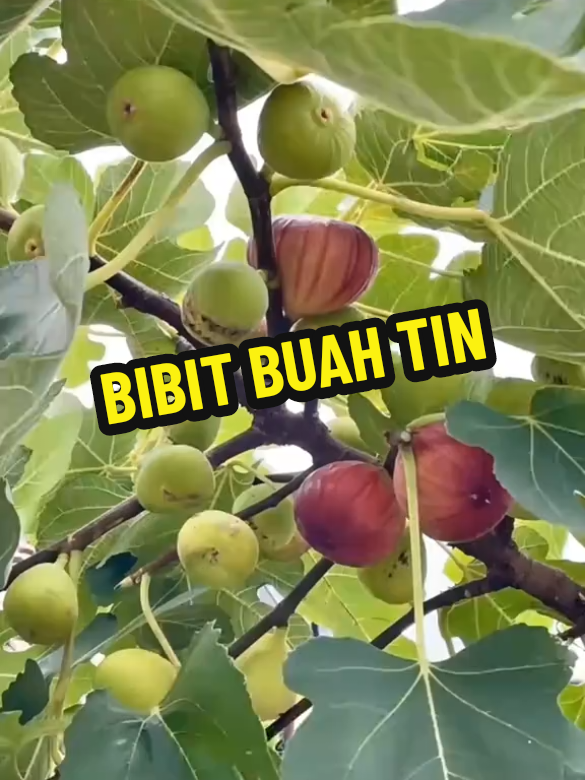 Buah yang Disebut dalam Al-Qur’an! Manfaatnya Luar Biasa – Cek Bibitnya di Keranjang Kuning! #creatorsearchinsights #buahtin #bibitbuah #bibitbuahtin #tanamanherbal 