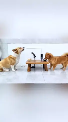 Singing dog#cuteanimal #dogs #hunds #dog #singingdog #petlovers #hund 
