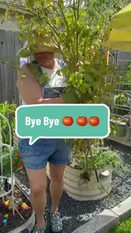 This Texas heat is no joke. Tomatoes lasted a couple of months and they’re done. We’ll plant some more again in the fall.  @Vego Garden  (raised garden beds)  @JoybeesFootwear (Garden Clogs)  #TexasSummer #TomatoPlants #RaisedGardenBeds ##PoolTime