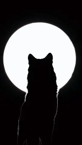 Wolf Howl live Wallpaper 8k  #wolf #livewallpapers #wallpaper #8k #4k #fantasyvibes #ustiktok #tiktokwallpaper 
